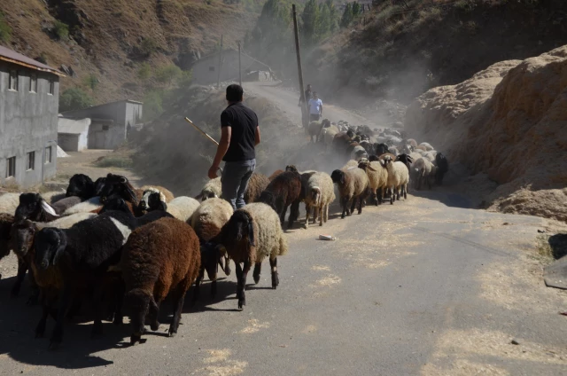 Muş'ta büyükşehirlerde satılmak üzere yetiştirilen binlerce kuzunun sevkiyatına başlandı