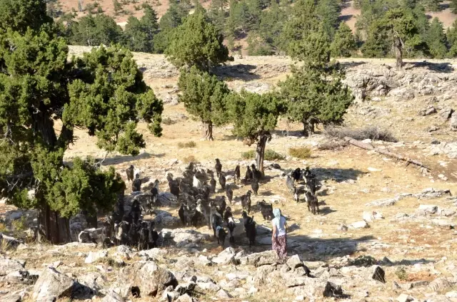 Sarıkeçili yörüklerin bin yıllık göçerlik geleneği