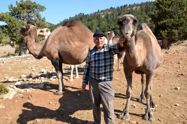 Sarıkeçili yörüklerin bin yıllık göçerlik geleneği