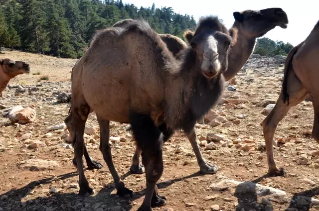 Sarıkeçili yörüklerin bin yıllık göçerlik geleneği