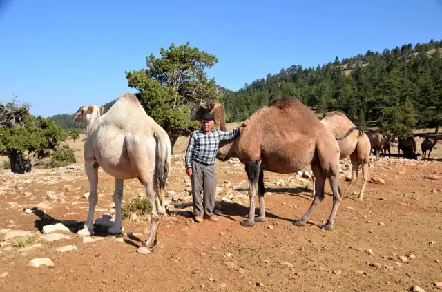 Sarıkeçili yörüklerin bin yıllık göçerlik geleneği