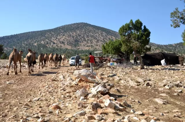 Sarıkeçili yörüklerin bin yıllık göçerlik geleneği