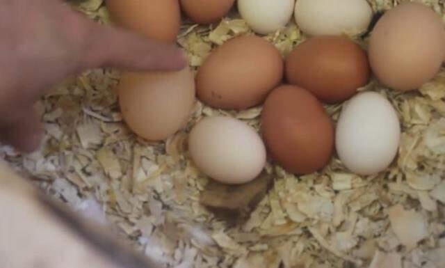 Tavuk kümesine giren adam, diğerlerinden farklı olan yumurtayı görünce şaşkınlığa uğradı