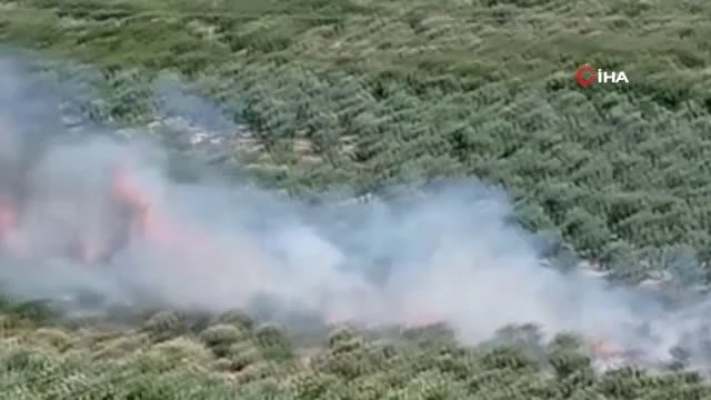 Son dakika: Bursa'da hastane yakınında bulunan ormanlık alanda yangın çıktı