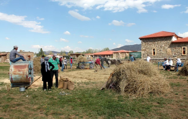 "Harman Festivali"nde 100 yıllık tarım aletleriyle hasat yapıldı