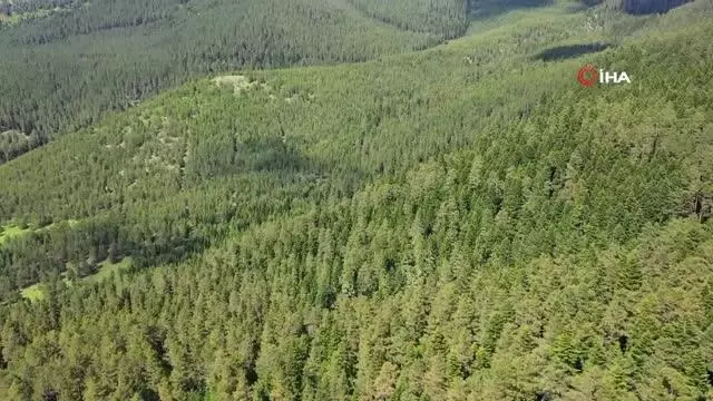 Bozkır'ın yaylaları Karadeniz'i aratmıyor