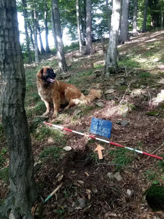 Sahibi tarafından ağaçlık alanda gezmeye çıkarılan köpek, 14. yüzyıldan beri kayıp hazineyi buldu