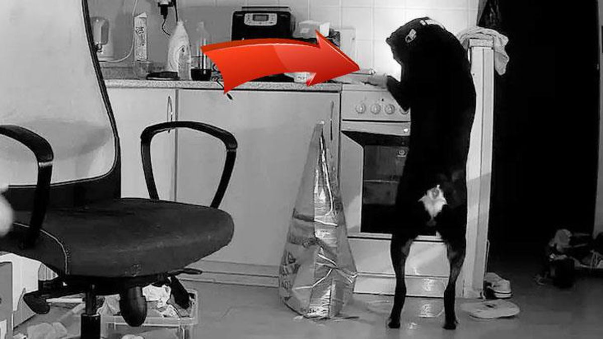Mutfakta yemek arayan köpek, yangın çıkardı! Kamera anbean kaydetti