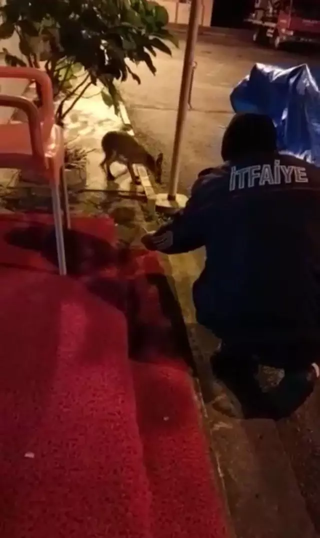 Son dakika: İtfaiyeciler, bahçelerine gelen tilkiyi besliyor