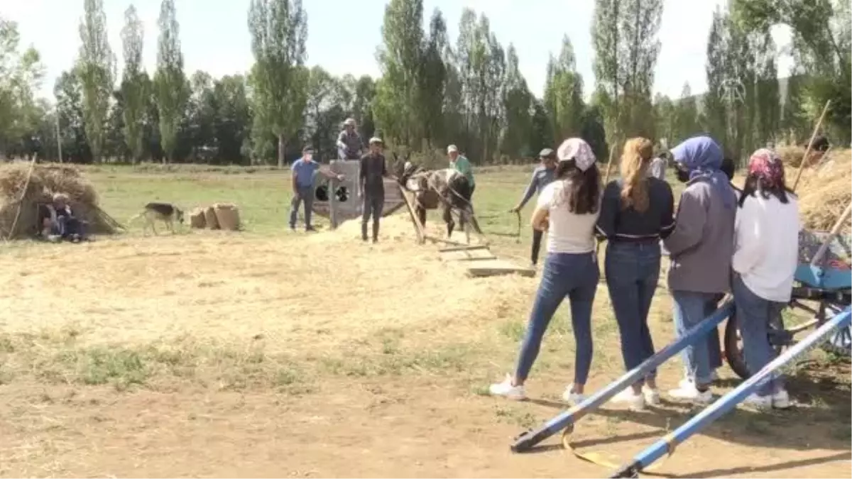 "Harman Festivali"nde 100 yıllık tarım aletleriyle hasat yapıldı