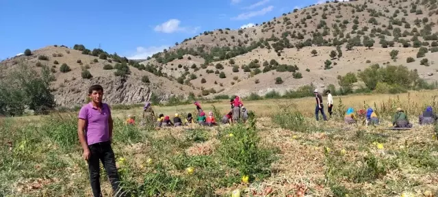 Tarlada 60 kuruş, markette 3 lira! Soğan üreticileri kaygılı