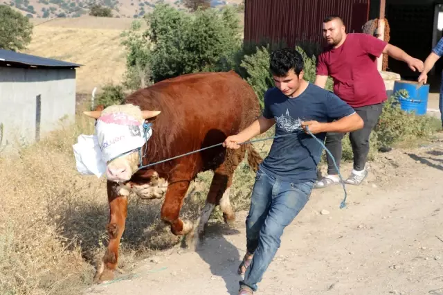 Amasya'da 10 bin balya saman kül oldu