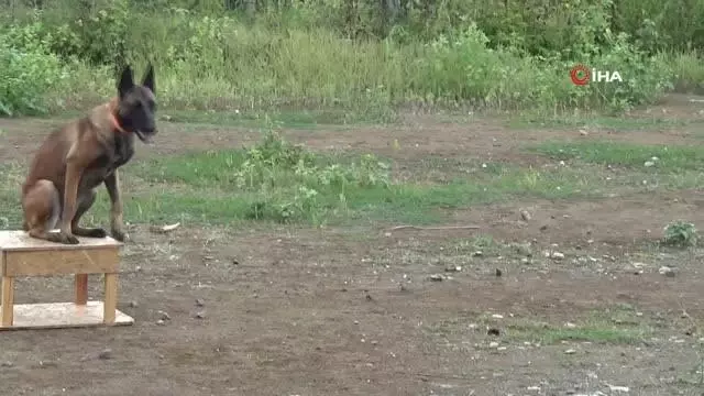 2 senelik zorlu eğitimlerle enkaz altından can kurtarıyor