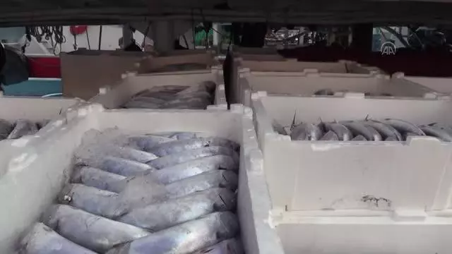Balıkçılar limana binlerce palamutla döndü