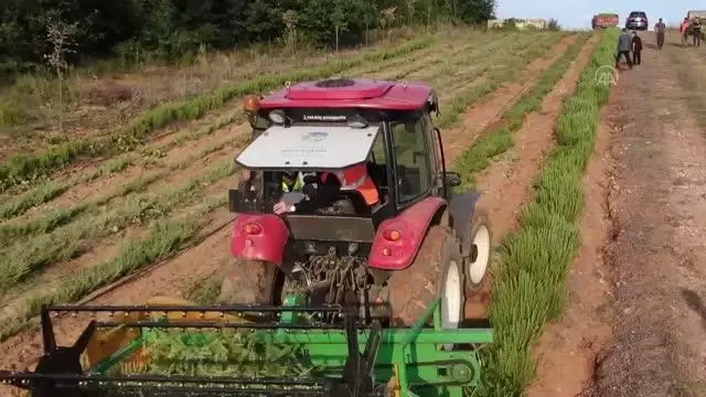 Belediyenin yetiştirdiği tıbbi ve aromatik bitkiler ihracat yolunda