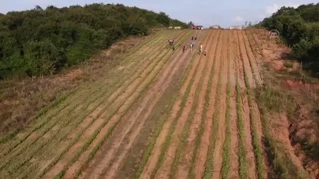 Belediyenin yetiştirdiği tıbbi ve aromatik bitkiler ihracat yolunda
