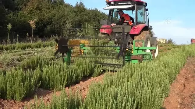 Belediyenin yetiştirdiği tıbbi ve aromatik bitkiler ihracat yolunda