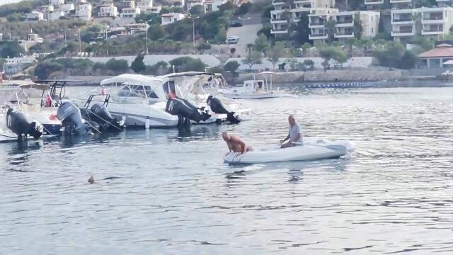 Bodrum'da köpek balığı telaşı! Bota atlayıp yanına giden balıkçılar, ellerinden yaralandı Bodrum'da köpek balığı telaşı! Bota atlayıp yanına giden balıkçılar, ellerinden yaralandı