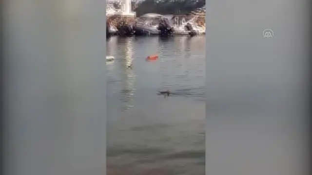 Son dakika haber! Bodrum'da yakalanan köpek balığının deniz açığına bırakılması cep telefonu kamerasına yansıdı