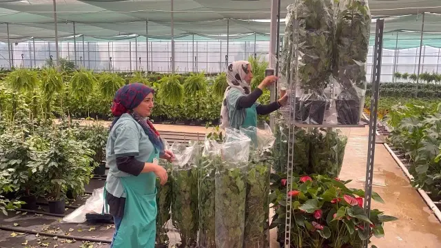 Dünya'nın çiçekleri Yalova'dan gidiyor