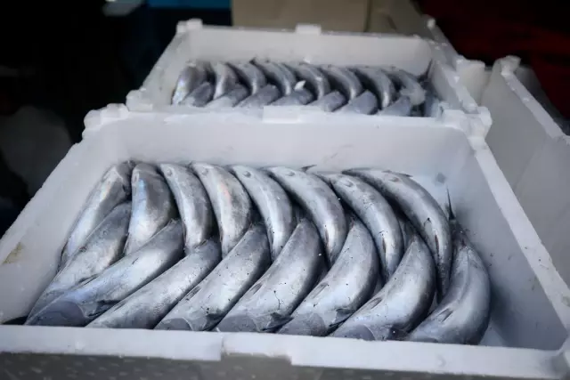 Balıkçılar limana binlerce palamutla döndü