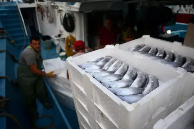 Balıkçılar limana binlerce palamutla döndü