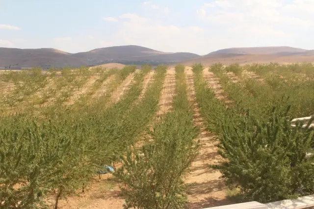Elazığ'da 'organik badem hasat etkinliği' düzenlendi
