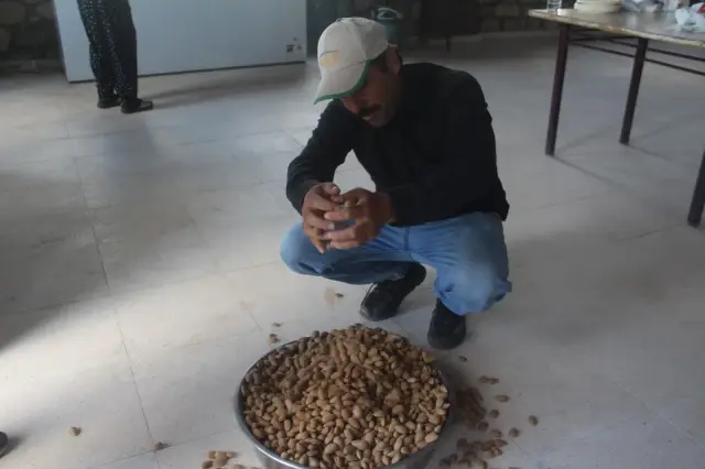 Elazığ'da 'organik badem hasat etkinliği' düzenlendi