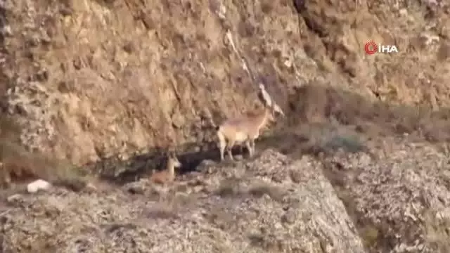 Erzurum'da yaban keçisi sürüsü görüntülendi