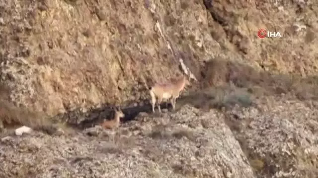 Erzurum'da yaban keçisi sürüsü görüntülendi