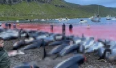 Faroe Adaları'ndaki 'festivalde' 1500'e yakın balina ve yunus katledildi