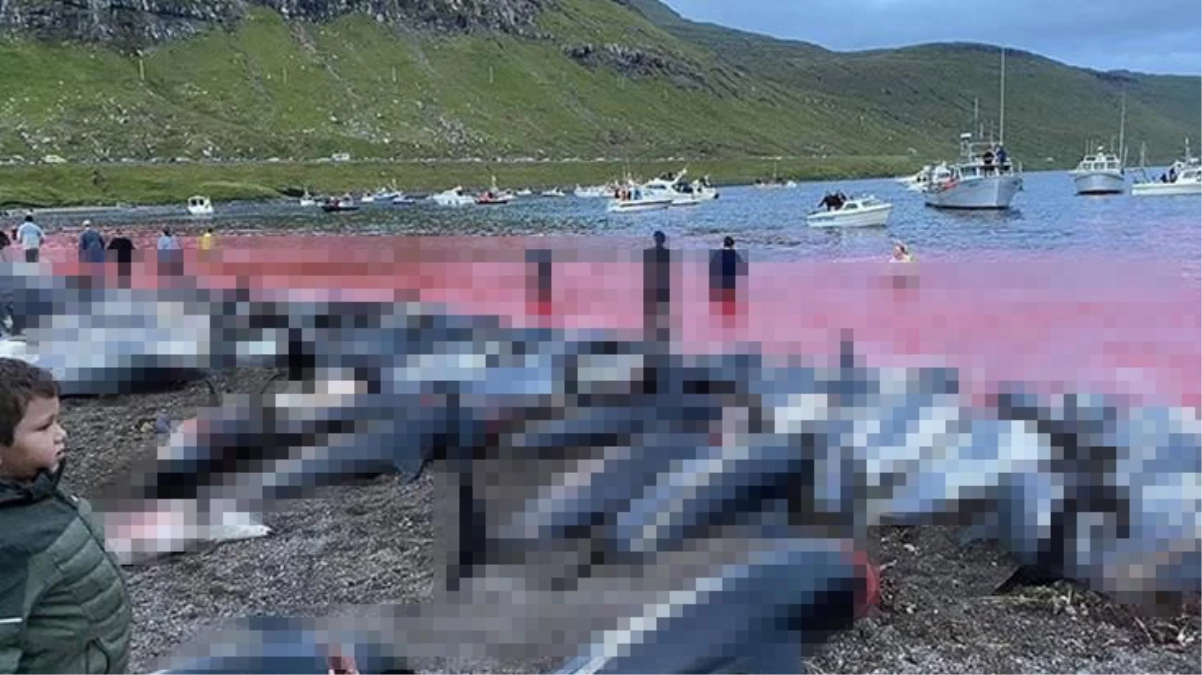Faroe Adaları'ndaki "festivalde" 1500'e yakın balina ve yunus katledildi