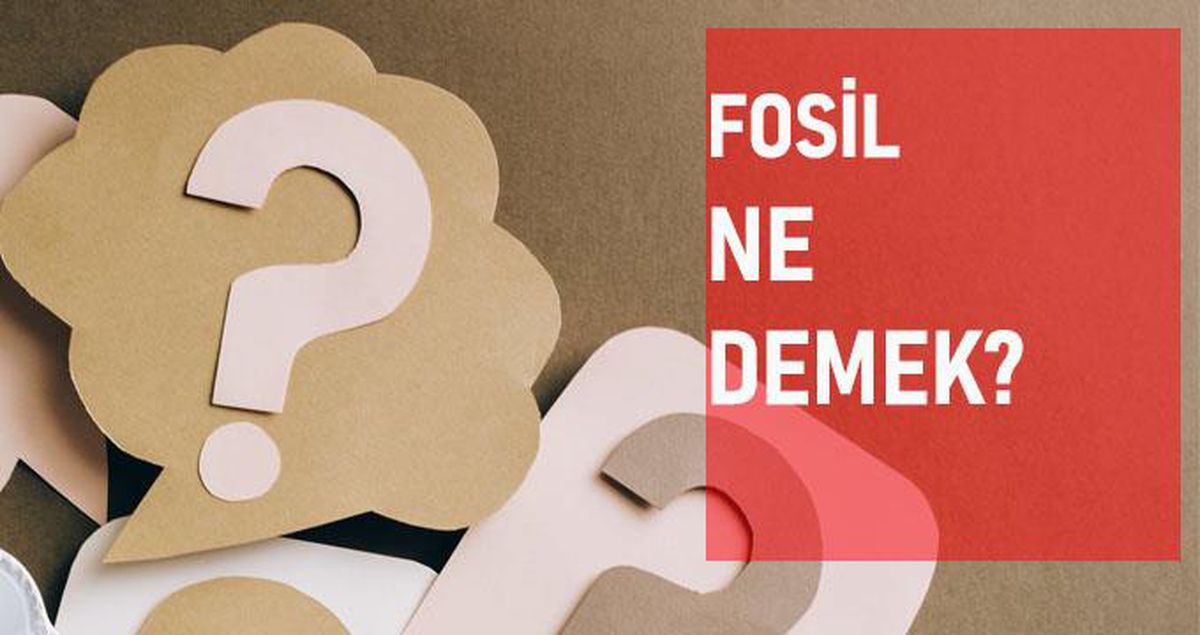 Fosiller nedir? Fosiller nasıl oluşur? Fosil nasıl oluşur? Fosilleşme şekilleri nelerdir? Fosilleşme olayları nelerdir?