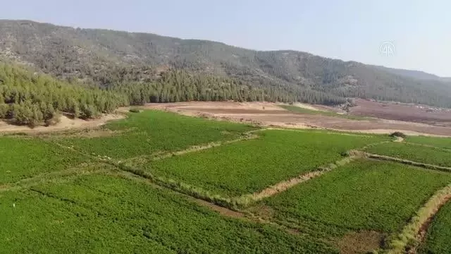 GAZİANTEP - Biber işçilerinin ücreti belirlendi