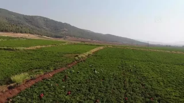 GAZİANTEP - Biber işçilerinin ücreti belirlendi