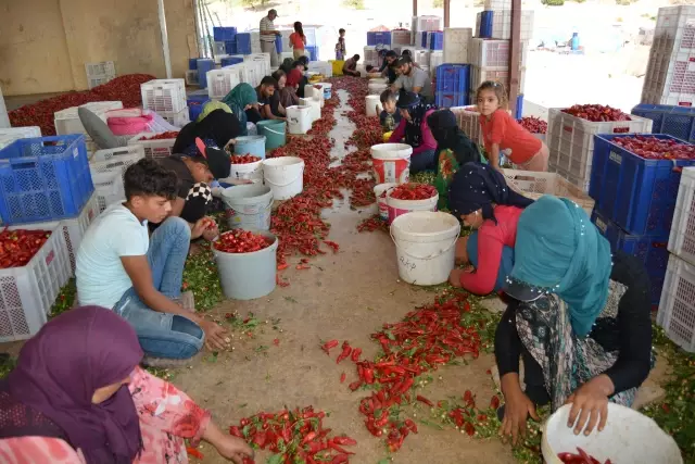 GAZİANTEP - Biber işçilerinin ücreti belirlendi