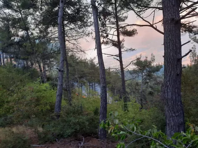 Orman yangını havadan ve karadan müdahaleyle kontrol altına alındı