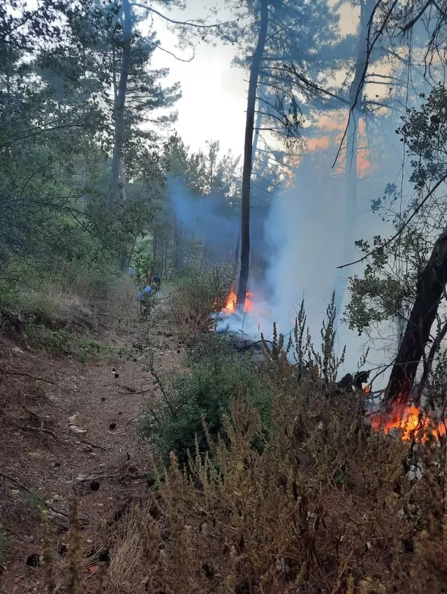 Orman yangını havadan ve karadan müdahaleyle kontrol altına alındı
