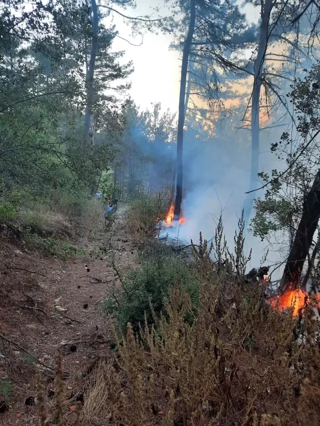 Orman yangını havadan ve karadan müdahaleyle kontrol altına alındı