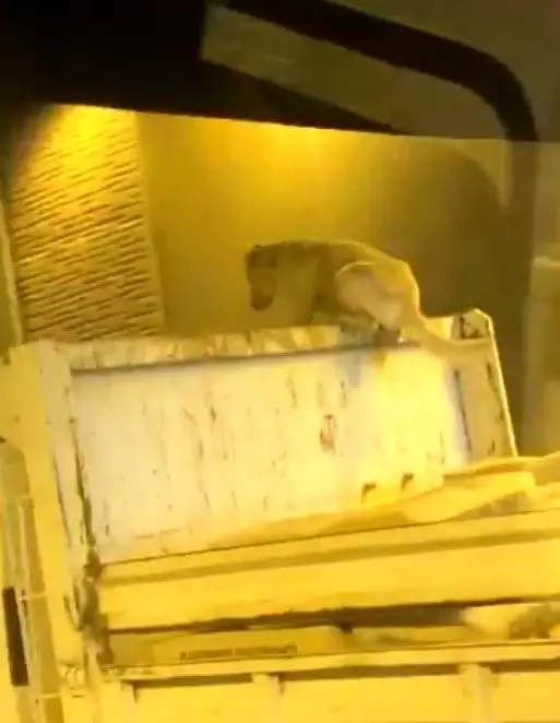 Kamyon üzerinde seyahat eden köpek şoke etti