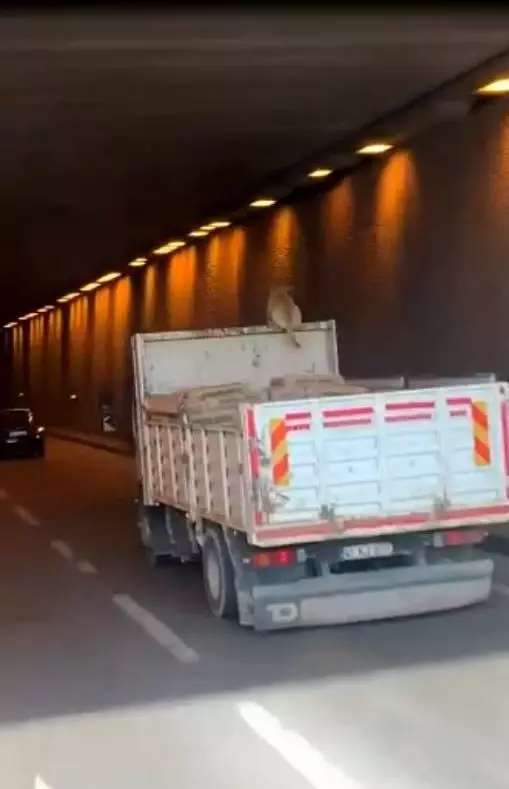 Kamyon üzerinde seyahat eden köpek şoke etti