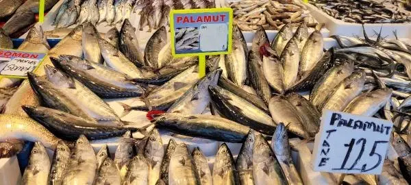 KARADENİZ'DE PALAMUT DA BOLLAŞTI