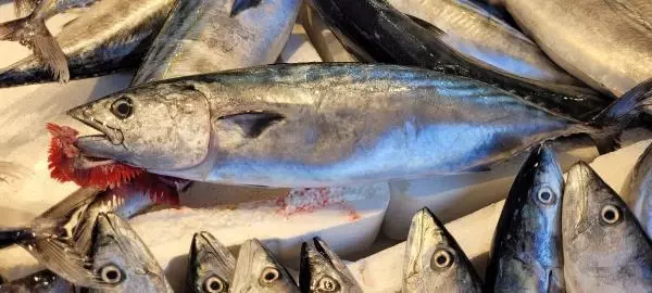 KARADENİZ'DE PALAMUT DA BOLLAŞTI