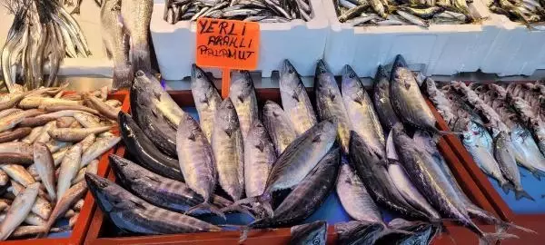 KARADENİZ'DE PALAMUT DA BOLLAŞTI