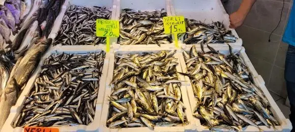 KARADENİZ'DE PALAMUT DA BOLLAŞTI