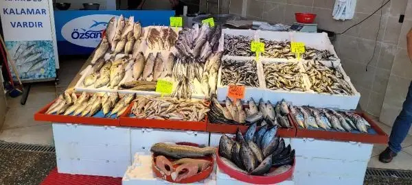KARADENİZ'DE PALAMUT DA BOLLAŞTI