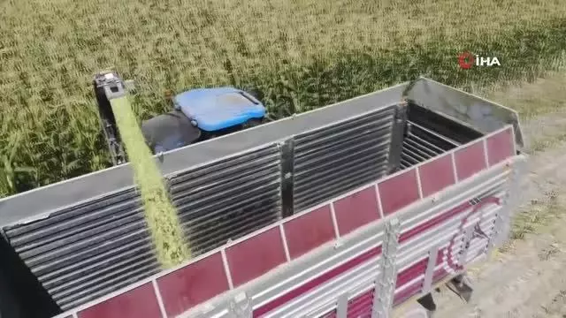 Konya Ovasında silajlık mısır hasadı başladı