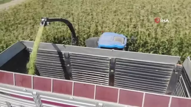 Konya Ovasında silajlık mısır hasadı başladı