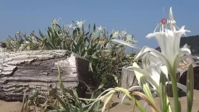 Koruma altındaki Kum zambakları çoğalıyor