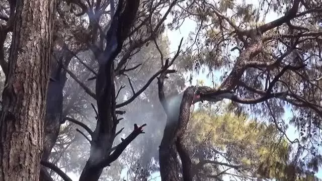 Manavgat'ta çıkan orman yangını havadan ve karadan müdahaleyle kontrol altına alındı